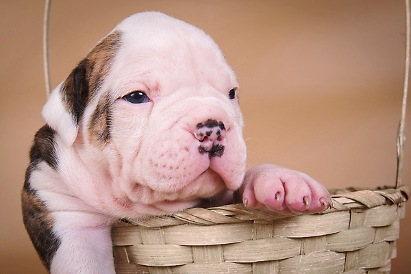 포토 JPG 해외이미지 새끼 크리스마스 실내 사랑 앉기 사람없음 반려동물 바구니 개 강아지 불독 해외포토 동물 기념일 감정 포유류 모션 내부 파일형식 이미지허브