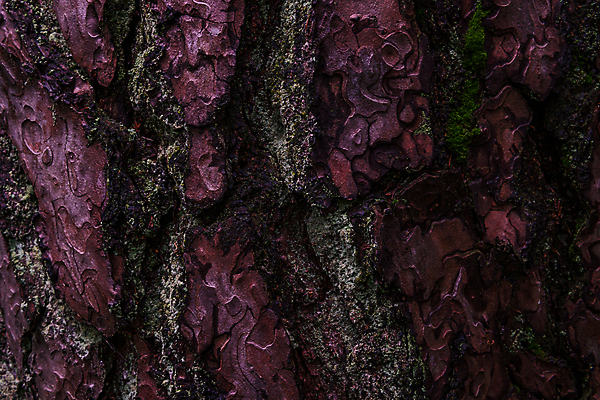 포토 JPG 해외이미지 나무 식물 선 가구 백그라운드 꽃무늬 패턴 자연 표면 프레임 근접촬영 사람없음 목재 갈색 재활용 껍질 소나무 만 거친 숲 장작 묘사 오브젝트 유기농 질감 통나무 뿌리 나무껍질 잡동사니 산소 내추럴 원자재 이국적 절개 파라다이스 디테일 해외포토 웰빙 꽃 뷰포인트 컬러 생활용품 무늬 재료 원소 친환경 생태계 파일형식 이미지허브