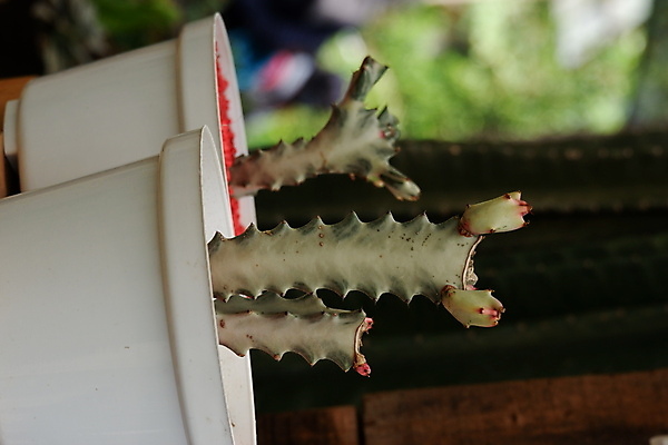 포토 JPG 해외이미지 식물 모델 디자인 꽃 화초 백그라운드 잎 꽃무늬 자연 선인장 주택 실내 종류 사람없음 내부 장식 초록색 뷰티 정원 방 사막 성장 흰색 가시 그룹 닫기 떨어짐 냄비 이슬 작음 오브젝트 날카로움 스파이크 미니 심기 해외포토 컬러 컨셉 무늬 모션 건물 솥 크기 생태계 파일형식 이미지허브