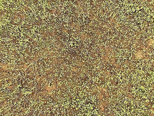 포토 JPG 해외이미지 식물 아시아 음식 농업 자연 하늘 밥 옥수수 이끼 잔디 사람없음 야외 초록색 파란색 농작물 농장 정원 봄 성장 시골 낟알 밀 내추럴 논밭 해외포토 계절 나라 산업 컬러 밭 곡류 논 생태계 파일형식 이미지허브