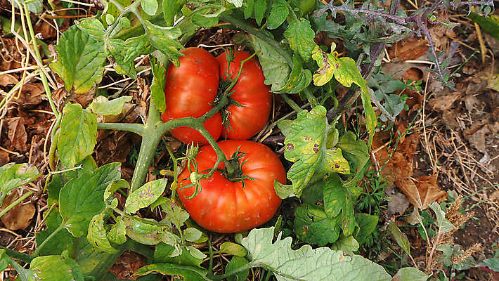 포토 JPG 해외이미지 음식 백그라운드 토마토 채소 과일 치즈 사람없음 야외 목재 식당 식사 흰색 신선 닫기 맛 큼 속도 싱글 유기농 핸드메이드 해외포토 나무 웰빙 컬러 컨셉 재료 모션 유제품 상점 크기 파일형식 이미지허브