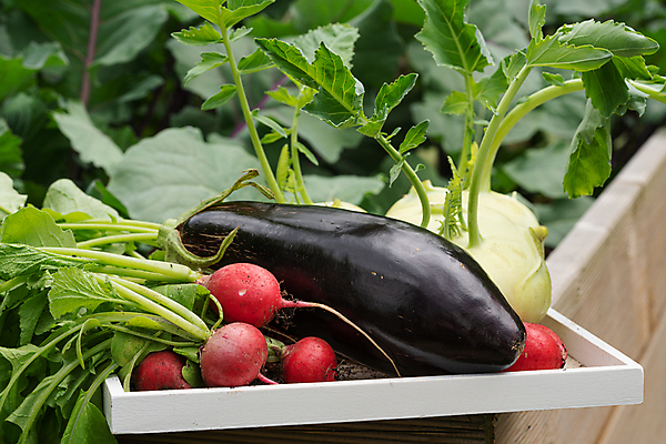 포토 JPG 해외이미지 식물 계절 음식 잎 농업 다이어트 채소 자연 가지 건강 사람없음 농작물 농장 환경 정원 수확 신선 닫기 유기농 생태계 원예 양배추 건강식 내추럴 밭일 총각무 콜라비 해외포토 웰빙 산업 모션 취미 무 파일형식 이미지허브