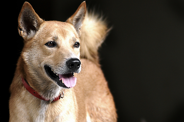 포토 JPG 해외이미지 동물 1 응시 행복 아시아 도로 포유류 태국 자연 휴식 거리 사랑 미소 앉기 사람없음 야외 반려동물 눕기 갈색 쌓기 우정 개 혀 코 육식동물 정직 송곳니 거짓말 고립 기르기 동반자 복종 유래 해외포토 시선 감정 나라 길 컬러 컨셉 교통시설 모션 표정 신체부위 친구 입 치아 생태계 돌봄 파일형식 이미지허브