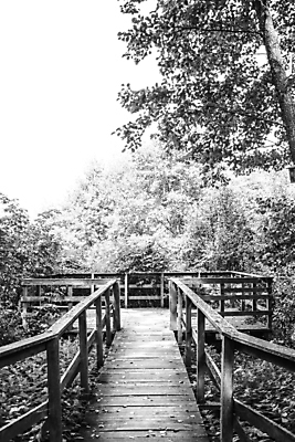 포토 JPG 해외이미지 식물 길 자국 자연 안내 흑백 풍경 사람없음 목재 환경 어둠 젖음 널 숲 신비 오솔길 무서움 방향 생태계 내추럴 방법 삼림지대 선로 선두 해외포토 나무 감정 컨셉 재료 촬영기법 파일형식 이미지허브