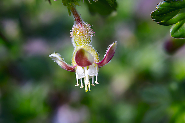 포토 JPG 해외이미지 나무 식물 계절 꽃 분홍색 백그라운드 잎 꽃무늬 밭 농업 자연 사람없음 야외 초록색 햇빛 태양 뷰티 농장 환경 정원 맑음 봄 성장 벚꽃 흰색 나뭇가지 시골 신선 개화 체리 원예 보케 장면 내추럴 고립 구스베리 해외포토 자연요소 열매 산업 컬러 무늬 과일 날씨 취미 생태계 파일형식 이미지허브