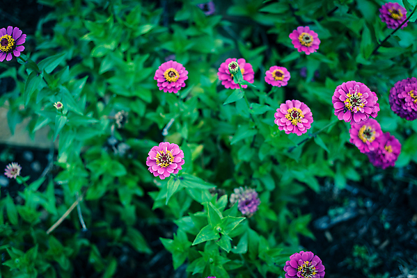포토 JPG 해외이미지 식물 라이프스타일 계절 공원 꽃잎 꽃 분홍색 꽃무늬 오렌지 자연 잔디 사람없음 컬러풀 햇빛 환경 보라색 미국 성장 벚꽃 시골 개화 자주색 원예 화단 양귀비 내추럴 수레국화 텍사스 많음 해외포토 공공시설 컬러 컨셉 북아메리카 무늬 과일 취미 생활 태양 생태계 파일형식 이미지허브