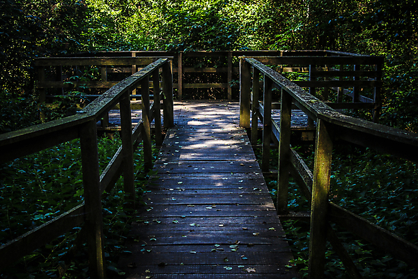 포토 JPG 해외이미지 식물 길 자국 자연 안내 사람없음 목재 환경 어둠 젖음 탐험 널 숲 신비 오솔길 무서움 방향 생태계 내추럴 방법 삼림지대 선로 선두 해외포토 나무 감정 컨셉 재료 파일형식 이미지허브