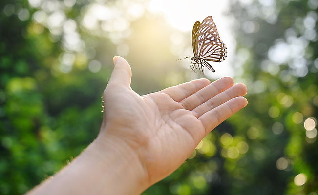 포토 JPG 해외이미지 감정 나비 곤충 컨셉 생각 신체 날개 상상 자연 하늘 추상 요정 사람 사람없음 야외 여름 태양 희망 화목 봄 꿈 자유 마음 죽음 영혼 변화 심볼 신화 공상 마법 무료 미신 변태 취급주의 존경 미니멀 해외포토 자연요소 동물 계절 무늬 경고 생태계 파일형식 이미지허브