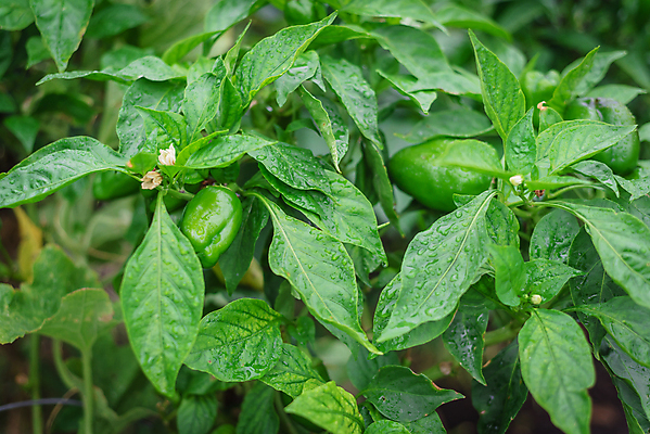 포토 JPG 해외이미지 식물 꽃 백그라운드 잎 밭 농업 채소 과일 부분 자연 고추 파프리카 사람없음 초록색 쌓기 미국 수확 성장 종 물방울 신선 그룹 달콤 향신료 유기농 원예 매움 날것 후추 국산 거인 내추럴 밭일 숙성 텍사스 해외포토 웰빙 산업 컬러 북아메리카 모션 취미 맛 생태계 향미료 파일형식 이미지허브