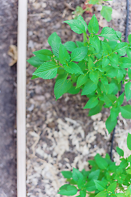 포토 JPG 해외이미지 식물 잎 채소 재료 자연 건강 비프스테이크 사람없음 야외 초록색 정원 보라색 미국 흙 성장 신선 고명 닫기 민트 허브 유기농 향기 향 채소밭 식용 텍사스 해외포토 웰빙 컬러 북아메리카 밭 모션 스테이크 소고기 생태계 냄새 파일형식 이미지허브