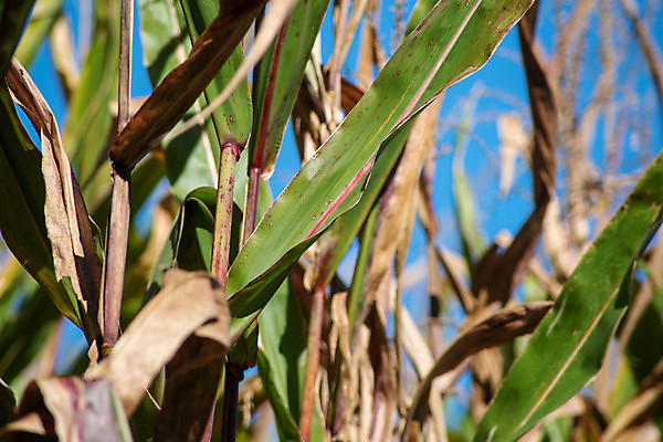 포토 JPG 해외이미지 식물 계절 꽃 음식 줄기 백그라운드 잎 밭 농업 채소 자연 하늘 추상 건강 옥수수 사람없음 야외 빨간색 초록색 파란색 농작물 햇빛 농장 갈색 노란색 환경 정원 수확 성장 신선 유기농 장면 내추럴 밭일 해외포토 웰빙 산업 컬러 무늬 곡류 태양 생태계 파일형식 이미지허브