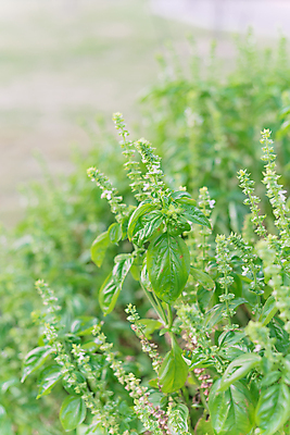 포토 JPG 해외이미지 식물 꽃잎 꽃 백그라운드 잎 꽃무늬 재료 자연 종류 동양인 사람없음 초록색 약 성장 벚꽃 나뭇가지 신선 양념 조미료 개화 달콤 맛 약초 민트 허브 향신료 유기농 원예 매움 향기 아로마 향 아로마테라피 바질 내추럴 고립 해외포토 나무 웰빙 컬러 컨셉 무늬 의학 인종 취미 풀_식물 생태계 냄새 테라피 향미료 파일형식 이미지허브
