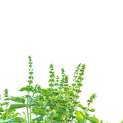 포토 JPG 해외이미지 식물 꽃잎 백그라운드 잎 꽃무늬 채소 재료 자연 종류 요리 사람없음 초록색 성장 벚꽃 나뭇가지 신선 양념 조미료 개화 닫기 달콤 맛 민트 허브 향신료 유기농 원예 매움 향기 향 아로마테라피 바질 내추럴 고립 생태학 해외포토 나무 웰빙 교육 꽃 컬러 컨셉 무늬 모션 취미 생태계 냄새 테라피 향미료 파일형식 이미지허브