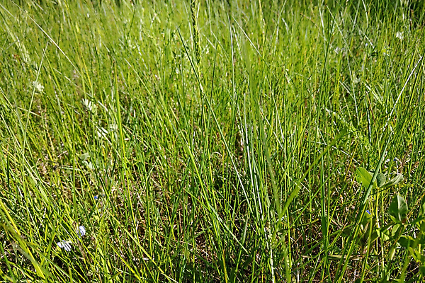 포토 JPG 해외이미지 나무 식물 구름 계절 백그라운드 잎 밭 농업 자연 벽지 하늘 날씨 산 풍경 잔디 사람없음 야외 초록색 여름 파란색 태양 농장 평화 환경 정원 맑음 봄 시골 신선 숲 큼 땅 언덕 만족 장면 내추럴 수평선 해외포토 자연요소 감정 산업 컬러 컨셉 크기 생태계 파일형식 이미지허브