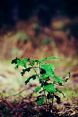 포토 JPG 해외이미지 나무 식물 지구 줄기 잎 자연 새로움 바닥 사람없음 목재 초록색 여름 새싹 환경 성장 닫기 숲 작음 싱글 생태계 내추럴 땅바닥 모종 묘목 생태학 처음 혼자 그리너리 해외포토 계절 교육 컬러 컨셉 재료 모션 크기 파일형식 트랜드컬러 이미지허브