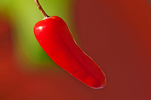 포토 JPG 해외이미지 음식 채소 재료 고추 건강 요리 사람없음 빨간색 주방 뜨거움 맛 향신료 후추 C 해외포토 알파벳 컬러 컨셉 향미료 파일형식 이미지허브