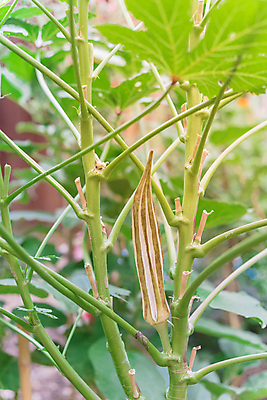 포토 JPG 해외이미지 식물 계절 백그라운드 밭 농업 채소 과일 자연 건강 씨앗 사람없음 야외 초록색 미국 성장 나뭇가지 신선 닫기 준비 유기농 원예 날것 국산 내추럴 꼬투리 모종 밭일 원예사 텍사스 핸드메이드 해외포토 나무 직업 웰빙 산업 컬러 북아메리카 모션 취미 생태계 파일형식 이미지허브