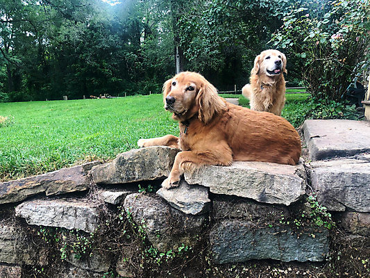 포토 JPG 해외이미지 동물 라이프스타일 응시 공원 행복 얼굴 야생동물 새끼 포즈 포유류 가족 자연 주택 사람없음 야외 초록색 반려동물 갈색 정원 침묵 우정 황금 개 골든리트리버 강아지 송곳니 충실 해외포토 시선 공공시설 감정 컬러 관계 건물 생활 신체부위 친구 소리 리트리버 치아 생태계 파일형식 이미지허브
