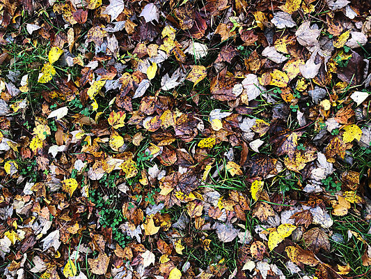 포토 JPG 해외이미지 나무 식물 계절 공원 백그라운드 단풍 잎 패턴 오렌지 자연 벽지 추상 사람없음 야외 빨간색 초록색 컬러풀 갈색 노란색 우주 환경 정원 숲 질감 자연백그라운드 내추럴 뒤뜰 땅바닥 해외포토 공공시설 컬러 무늬 과일 바닥 생태계 파일형식 이미지허브