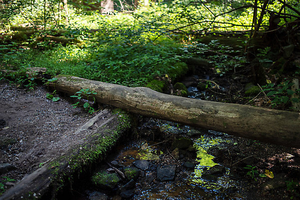 포토 JPG 해외이미지 나무 식물 공원 길 여행 백그라운드 잎 자연 사람없음 야외 목재 초록색 물 환경 봄 개울 숲 명상 보케 통나무 녹색배경 내추럴 삼림지대 옛날 혼자 흙길 해외포토 자연요소 계절 공공시설 컬러 재료 강 흙 생태계 파일형식 이미지허브