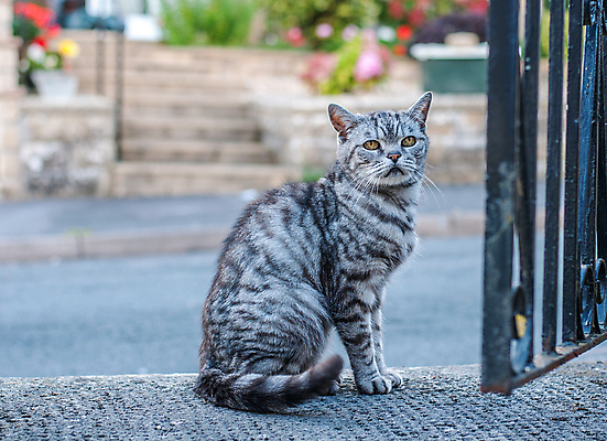 포토 JPG 해외이미지 동물 길 털 사람없음 머리 고양이 회색 꼬리 대문 해외포토 컬러 포유류 신체부위 반려동물 문 파일형식 이미지허브
