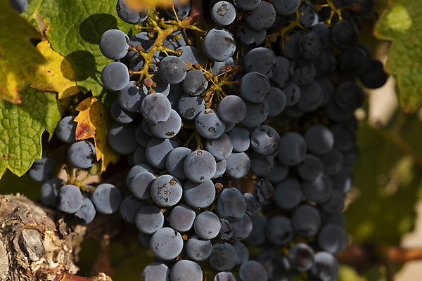 포토 JPG 해외이미지 식물 음식 잎 밭 농업 채소 과일 포도 사람없음 경제 태양 침묵 고요 황혼 일몰 나뭇가지 시골 스페인 상품 땅 관목 유기농 장면 포도나무 지역 타운 아라곤 내추럴 채식주의자 해외포토 자연요소 나무 웰빙 유럽 산업 노을 소리 도시 과일나무 채식 파일형식 이미지허브