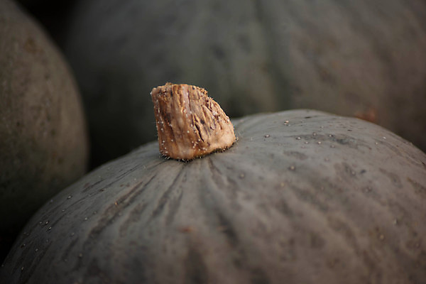포토 JPG 해외이미지 계절 음식 줄기 백그라운드 패턴 농업 다이어트 채소 과일 재료 자연 호박 휴가 건강 요리 사람없음 장식 초록색 컬러풀 농장 정원 할로윈 수확 가을 신선 시장 유기농 질감 날것 추수감사절 스쿼시 건강식 10월 내추럴 밭일 숙성 온실 채식주의자 해외포토 식물 웰빙 산업 기독교 스포츠 컬러 무늬 구기 날짜 생태계 채식 파일형식 이미지허브