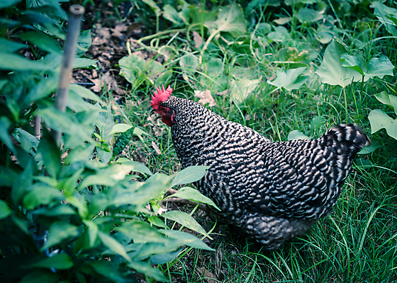 포토 JPG 해외이미지 백그라운드 농업 자연 조류 바나나 잔디 사람없음 야외 빨간색 초록색 울타리 농장 정원 치킨 미국 가축 농촌 시골 머리빗 먹이 깃털 유기농 부리 내추럴 채소밭 교외 무료 밭일 암탉 텍사스 해외포토 식물 동물 웰빙 산업 컬러 북아메리카 밭 과일 담장 미용용품 닭 암컷 생태계 닭고기요리 파일형식 이미지허브