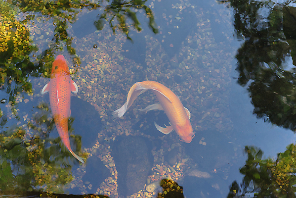 포토 JPG 해외이미지 동물 전통 아시아 문화 호수 백그라운드 오렌지 휴식 어류 미술 동양인 사람없음 장식 물 하이앵글 컬러풀 일본 수중 수영 미국 희망 침묵 연못 재산 황금 그림 식물원 조경 수족관 잉어 민물 텍사스 해외포토 자연요소 감정 나라 뷰포인트 컬러 컨셉 북아메리카 과일 문화예술 인종 금융 수중동물 소리 수상스포츠 파일형식 이미지허브