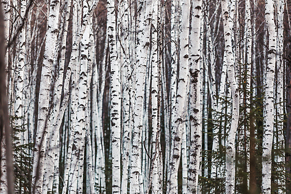 포토 JPG 해외이미지 나무 식물 전통 계절 공원 백그라운드 패턴 자연 아침 흑백 사람없음 야외 목재 빛 햇빛 뷰티 환경 검은색 봄 흰색 나뭇가지 신선 숲 4월 러시아 나무껍질 자작나무 러시아인 생태학 직진 해외포토 주간 서양인 공공시설 교육 유럽 컬러 무늬 재료 촬영기법 태양 껍질 날짜 생태계 파일형식 이미지허브