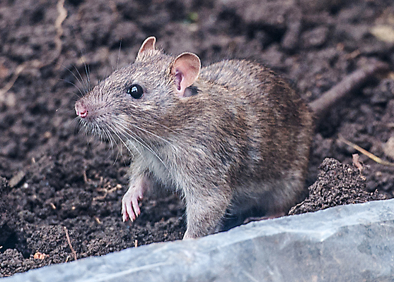 포토 JPG 해외이미지 동물 사람없음 야외 닫기 해충 쥐 설치류 해외포토 모션 벌레 파일형식 이미지허브