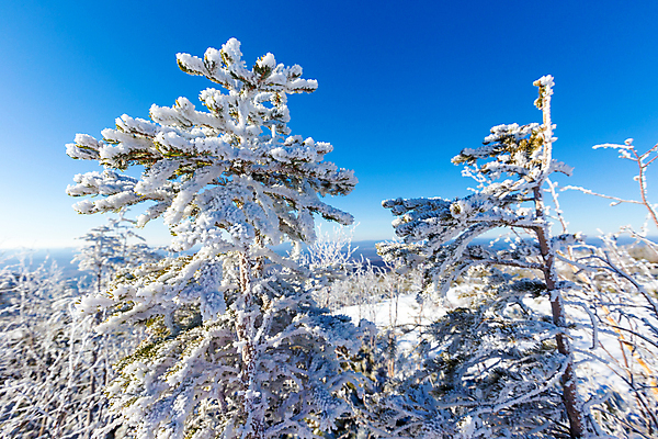 포토 JPG 해외이미지 나무 식물 계절 공원 여행 백그라운드 크리스마스 겨울 자연 하늘 동화 날씨 휴가 조명 새로움 산 파노라마 사람없음 야외 목재 햇빛 태양 뷰티 환경 냉동 얼음 추위 안개 덮개 흰색 정상 숲 연도 서리 전나무 눈보라 내추럴 산악지대 폭설 눈내림 해외포토 자연요소 공공시설 기념일 컬러 컨셉 재료 눈_날씨 촬영기법 뚜껑 자연재해 생태계 파일형식 이미지허브