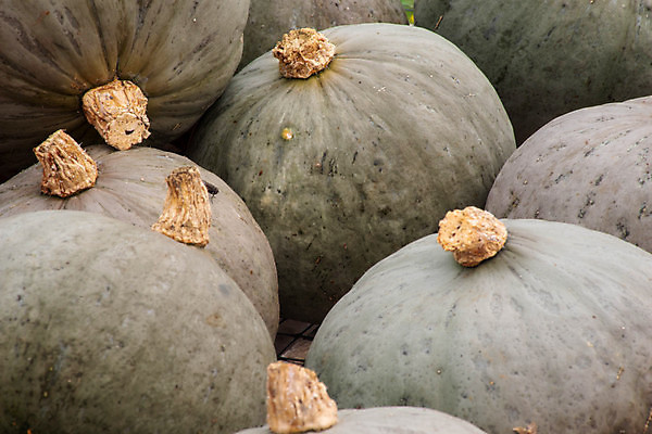 포토 JPG 해외이미지 계절 음식 줄기 백그라운드 패턴 농업 다이어트 채소 오렌지 과일 재료 자연 탁자 호박 휴가 건강 요리 사람없음 장식 초록색 컬러풀 농장 정원 할로윈 수확 가을 신선 시장 유기농 질감 날것 추수감사절 스쿼시 건강식 10월 내추럴 밭일 숙성 온실 채식주의자 해외포토 식물 웰빙 산업 기독교 스포츠 컬러 가구 무늬 구기 날짜 생태계 채식 파일형식 이미지허브