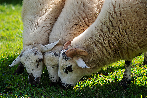 포토 JPG 해외이미지 동물 야생동물 농업 포유류 자연 털 뿔 사람없음 야외 여름 농장 평화 봄 흰색 시골 아기 신선 양 얼룩 방목 그림 부드러움 양고기 공터 양모 기르기 밭일 식민지 해외포토 계절 산업 컬러 컨셉 육류 사람 직물 감각 축산업 생태계 돌봄 파일형식 이미지허브