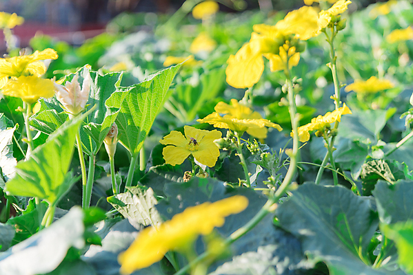 포토 JPG 해외이미지 식물 계절 백그라운드 잎 꽃무늬 농업 채소 과일 자연 사람없음 야외 장식 초록색 울타리 농장 노란색 미국 성장 벚꽃 개화 수분 대나무 유기농 원예 포도나무 국산 녹색배경 내추럴 밭일 텍사스 세련 해외포토 나무 웰빙 꽃 산업 컬러 북아메리카 무늬 취미 담장 과일나무 생태계 파일형식 이미지허브