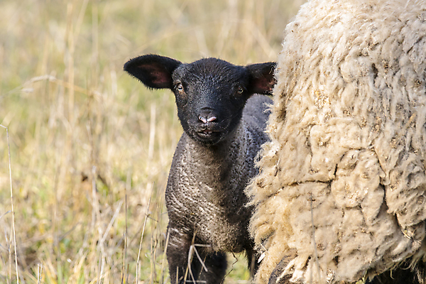 포토 JPG 해외이미지 동물 전통 계절 기독교 종교 백그라운드 십자가 밭 포유류 자연 휴가 부활절 육류 사람없음 초록색 여름 농장 농경지 마을 성경 봄 시골 축하 아기 신생아 양 예수 달콤 군중 방목 언덕 신성 솜털 양고기 양모 해외포토 기념일 컬러 컨셉 농업 식재료 종교용품 사람 직물 신_종교 맛 축산업 생태계 파일형식 이미지허브
