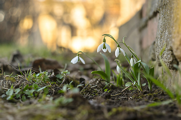 포토 JPG 해외이미지 식물 계절 꽃잎 꽃 야생동물 꽃다발 백그라운드 겨울 꽃무늬 자연 사람없음 햇빛 정원 봄 성장 벚꽃 개화 떨어짐 속도 보케 화단 2월 스노드롭 헌병 해외포토 동물 컨셉 무늬 태양 군인 날짜 생태계 파일형식 이미지허브