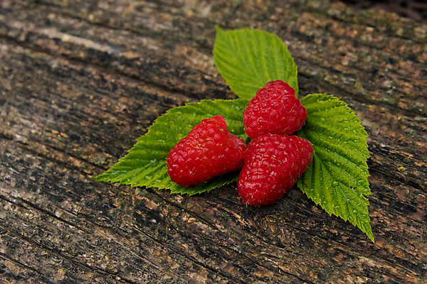 포토 JPG 해외이미지 계절 열매 음식 백그라운드 잎 과일 탁자 디저트 건강 사람없음 목재 빨간색 초록색 우주 수확 시골 신선 그룹 달콤 맛 오브젝트 상쾌 유기농 질감 날것 산딸기 향 내추럴 숙성 해외포토 나무 식물 웰빙 감정 컬러 가구 컨셉 농업 재료 파일형식 이미지허브