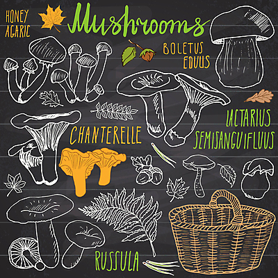 JPG 해외이미지 잎 일러스트 타이포그라피 사람없음 바구니 버섯 낙서 그림 해외일러스트 식물 문자 파일형식 이미지허브