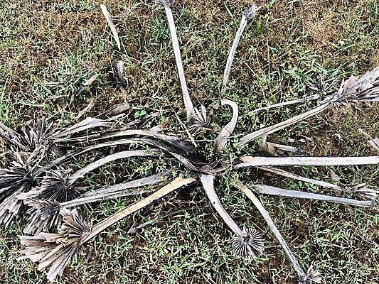 포토 JPG 해외이미지 나무 식물 잎 패턴 밭 농업 자연 추상 건조 갈대 풍경 사람없음 야외 목재 초록색 여름 울타리 농장 정원 흙 사막 성장 가을 나뭇가지 시골 죽음 숲 땅 뿌리 내추럴 옛날 해외포토 계절 산업 컬러 무늬 재료 담장 생태계 파일형식 이미지허브