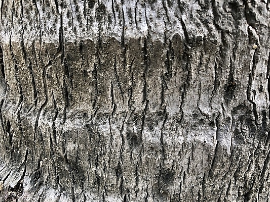 포토 JPG 해외이미지 나무 식물 디자인 줄기 백그라운드 패턴 자연 표면 추상 건조 사람없음 목재 갈색 환경 검은색 어둠 회색 수확 성장 거친 숲 큼 피부 묘사 질감 통나무 나무껍질 내추럴 그런지 수목 옛날 해외포토 컬러 무늬 농업 재료 신체부위 껍질 크기 생태계 파일형식 이미지허브