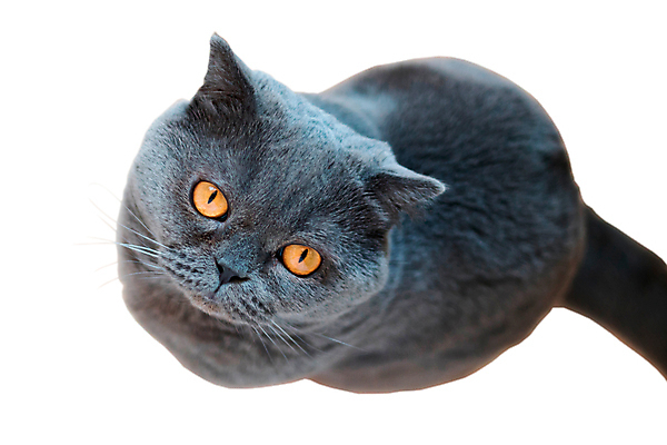 포토 JPG 해외이미지 동물 모델 1 디자인 배너 영어 얼굴 백그라운드 생각 패턴 포유류 영국 잉글랜드 친절 털 사람없음 가로 반려동물 머리 고양이 회색 표현 모피 집중 콧수염 질감 코 꼬리 귀 고립 유래 카피스페이스 해외포토 문자 유럽 컬러 컨셉 무늬 수염 신체부위 공백 파일형식 이미지허브