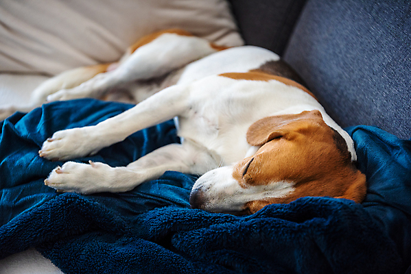 포토 JPG 해외이미지 한마리 휴식 실내 사람없음 눕기 햇빛 귀여움 잠 개 편안함 비글 해외포토 1 컨셉 포유류 모션 내부 태양 감각 파일형식 이미지허브