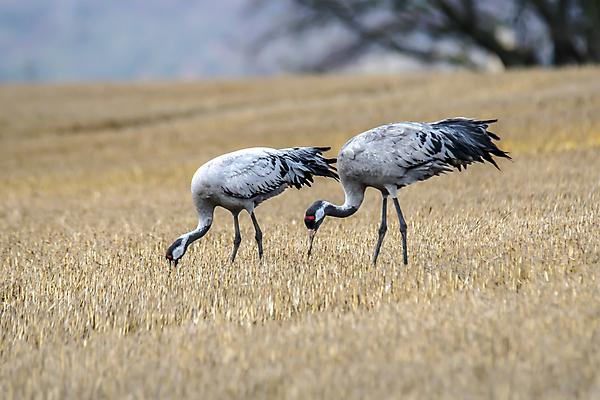 포토 JPG 해외이미지 동물 척추동물 계절 야생동물 날개 자연 조류 종류 사람없음 계곡 회색 시골 연못 황무지 깃털 기중기 서식지 내추럴 해외포토 컬러 중장비 생태계 파일형식 이미지허브