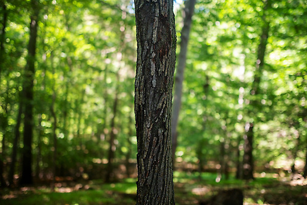포토 JPG 해외이미지 나무 식물 계절 공원 백그라운드 잎 패턴 농업 자연 표면 추상 사람없음 야외 목재 초록색 빛 컬러풀 햇빛 뷰티 환경 맑음 봄 성장 거친 숲 질감 보케 나무껍질 녹색배경 내추럴 삼림지대 울퉁불퉁 직진 불규칙 해외포토 공공시설 산업 컬러 컨셉 무늬 재료 날씨 태양 껍질 생태계 파일형식 이미지허브