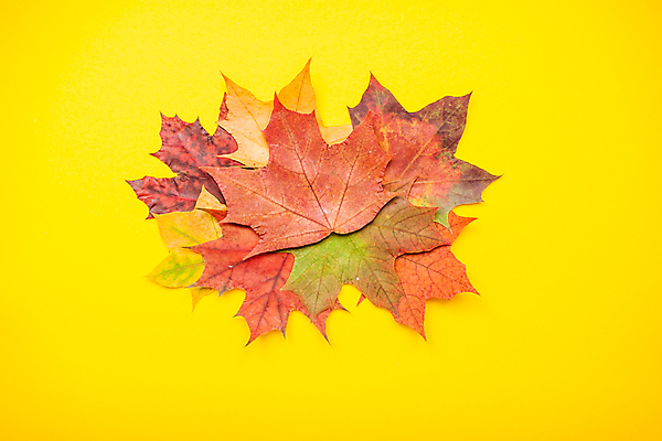 포토 JPG 해외이미지 식물 전통 배너 계절 음식 백그라운드 단풍 잎 오렌지 자연 휴가 프레임 따뜻함 사람없음 목재 장식 빨간색 컬러풀 뷰티 노란색 환경 활발 수확 시골 신선 사과 정상 9월 유기농 질감 10월 내추럴 떠남 해외포토 나무 웰빙 컬러 컨셉 농업 과일 재료 모션 날짜 생태계 파일형식 이미지허브