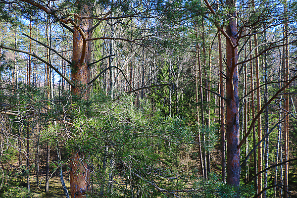 포토 JPG 해외이미지 나무 식물 계절 공원 백그라운드 잎 크리스마스 겨울 자연 벽지 휴가 사람없음 야외 목재 장식 초록색 파란색 환경 정원 봄 나뭇가지 신선 소나무 숲 질감 상록수 침엽수 전나무 원뿔 내추럴 가문비나무 해외포토 도형 공공시설 기념일 컬러 재료 생태계 파일형식 이미지허브