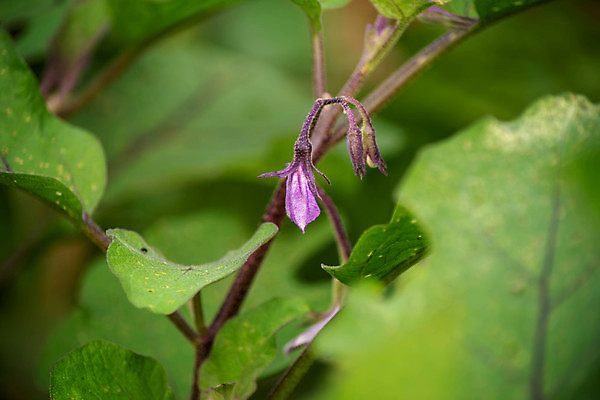 포토 JPG 해외이미지 모양 식물 꽃 음식 백그라운드 농업 채소 재료 자연 가지 추상 사람없음 야외 초록색 농장 환경 정원 보라색 가을 신선 닫기 소프트포커스 묘사 유기농 질감 보케 부드러움 레시피 건강식 내추럴 고립 온실 울퉁불퉁 카피스페이스 해외포토 웰빙 계절 산업 컬러 무늬 모션 촬영기법 공백 감각 생태계 파일형식 이미지허브