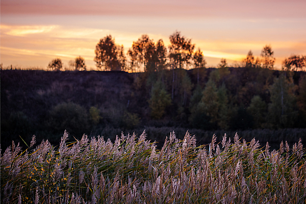포토 JPG 해외이미지 나무 식물 계절 호수 백그라운드 자연 지팡이 하늘 표면 바람 추상 따뜻함 사람없음 야외 가로 물 빛 햇빛 환경 검은색 화목 고요 황혼 성장 흰색 황금 큼 깃털 블러 미니멀리스트 디테일 해외포토 자연요소 컬러 컨셉 무늬 날씨 태양 일몰 크기 생태계 파일형식 이미지허브