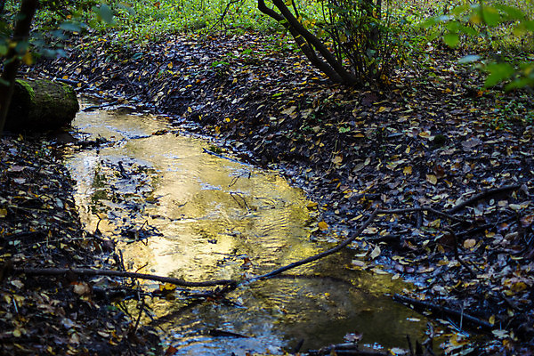 포토 JPG 해외이미지 나무 웰빙 계절 공원 여행 백그라운드 잎 자연 추상 풍경 사람없음 야외 초록색 물 여름 강 컬러풀 햇빛 뷰티 갈색 노란색 환경 침묵 흐름 가을 바위 개울 막대기 숲 내추럴 삼림지대 해외포토 자연요소 식물 공공시설 컬러 컨셉 무늬 태양 소리 돌_바위 생태계 파일형식 이미지허브